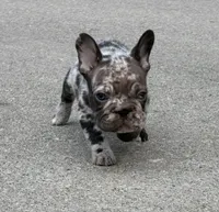 Duke, a male French Bulldog for sale in Selma, IN – 2 of 7
