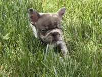 Lola, a female French Bulldog for sale in Selma, IN – 7 of 10