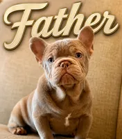 Lola, a female French Bulldog for sale in Selma, IN – 9 of 10