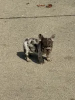 Lola, a female French Bulldog for sale in Selma, IN – 6 of 10