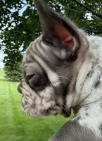 Duke, a male French Bulldog for sale in Selma, IN – 3 of 7