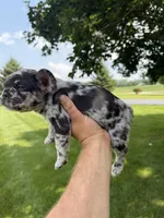 Roxy, a female French Bulldog for sale in Selma, IN – 5 of 7