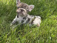 Lola, a female French Bulldog for sale in Selma, IN – 8 of 10
