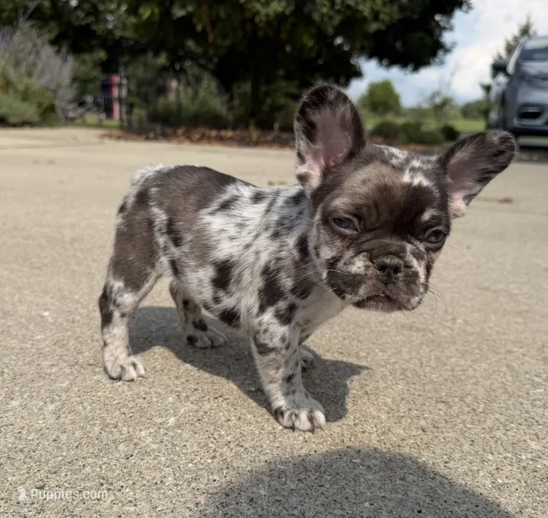 Roxy – French Bulldog puppy for sale in Selma, IN