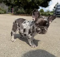 Roxy, a female French Bulldog for sale in Selma, IN – 3 of 7
