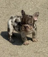 Lola, a female French Bulldog for sale in Selma, IN – 3 of 10