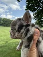 Lola, a female French Bulldog for sale in Selma, IN – 5 of 10