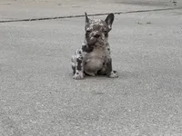 Duke, a male French Bulldog for sale in Selma, IN – 6 of 7