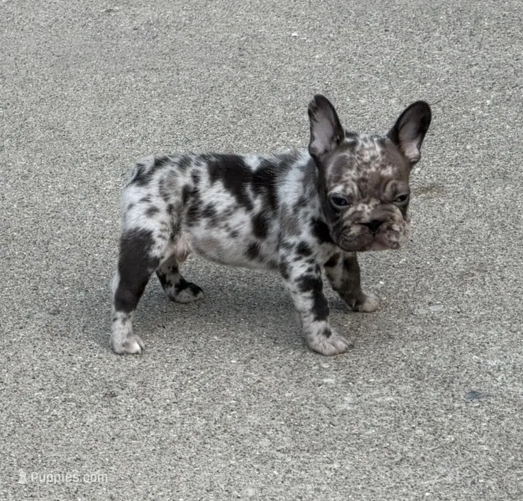 Duke – French Bulldog puppy for sale in Selma, IN