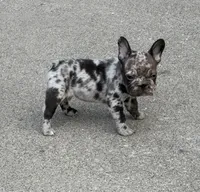 Duke, a male French Bulldog for sale in Selma, IN – 1 of 7