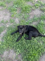 Noche, a male Labrador Retriever for sale in Maplewood, MN – 3 of 6