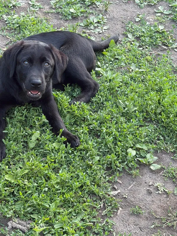Noche – Labrador Retriever puppy for sale in Maplewood, MN