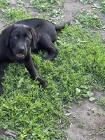 Noche, a male Labrador Retriever for sale in Maplewood, MN – 1 of 6
