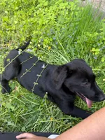 Noche, a male Labrador Retriever for sale in Maplewood, MN – 4 of 6