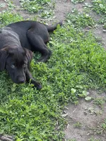 Noche, a male Labrador Retriever for sale in Maplewood, MN – 6 of 6