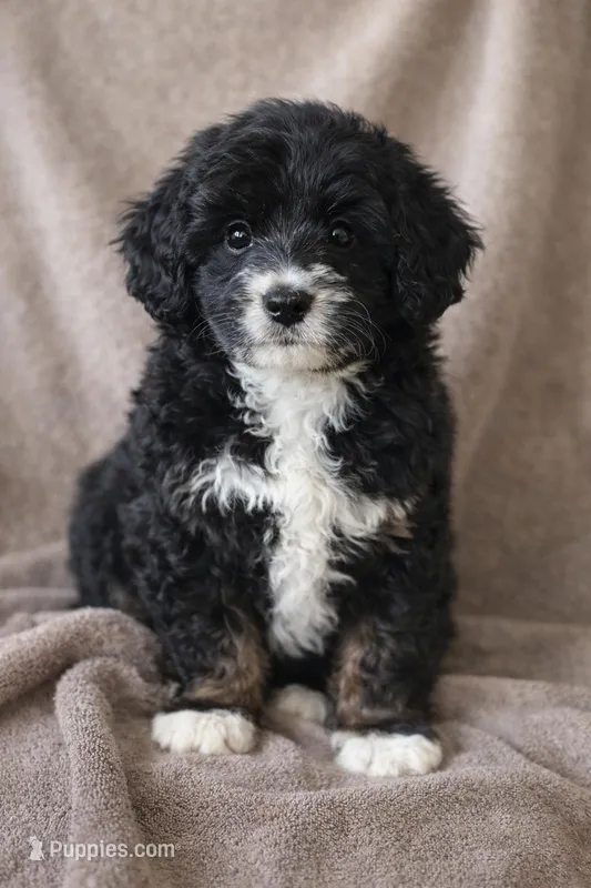 Panda – Bernedoodle puppy for sale in Greenwood, IN