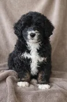 Panda, a male Bernedoodle for sale in Greenwood, IN – Photo 1 of 2