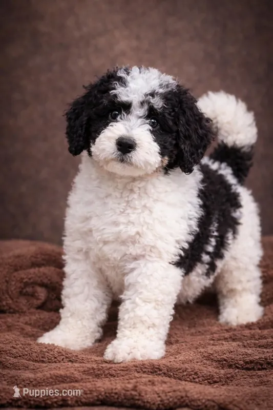 Willow – Bernedoodle puppy for sale in Greenwood, IN