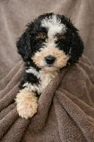 Ferdinand, a male Bernedoodle for sale in Greenwood, IN – Photo 1 of 2