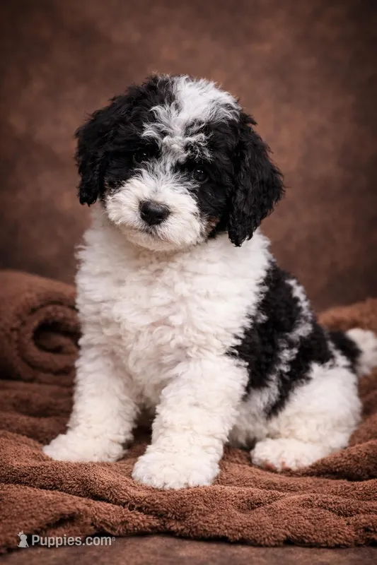 Ferdinand – Bernedoodle puppy for sale in Greenwood, IN