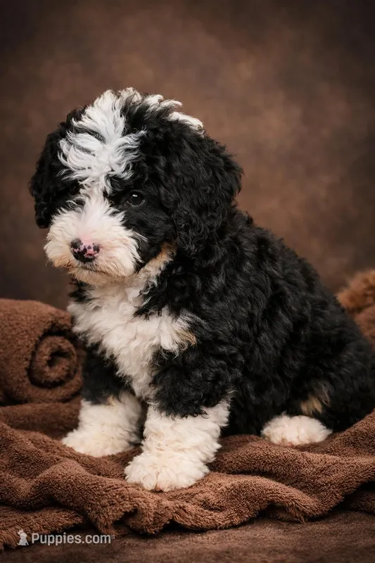 Luna, a female Bernedoodle for sale in Greenwood, IN – Photo 1 of 3