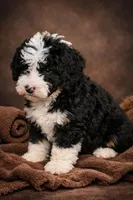 Luna, a female Bernedoodle for sale in Greenwood, IN – Photo 1 of 3