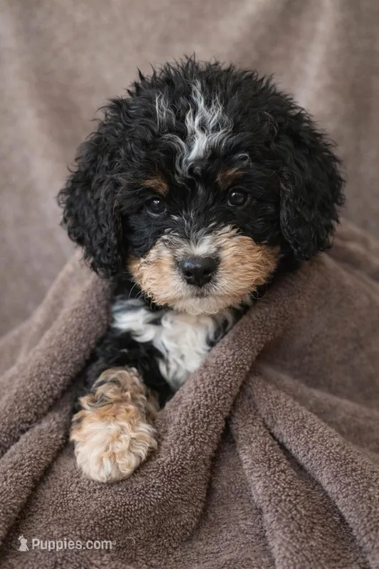 Luna – Bernedoodle puppy for sale in Greenwood, IN