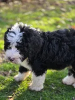 Luna, a female Bernedoodle for sale in Greenwood, IN – Photo 2 of 3
