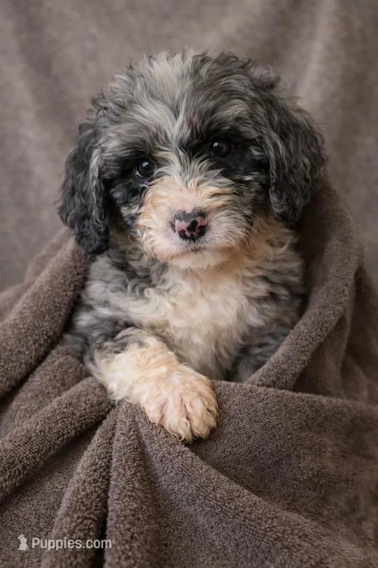 Daisy – Bernedoodle puppy for sale in Greenwood, IN