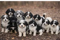 Finn, a male Bernedoodle for sale in Greenwood, IN – Photo 2 of 2