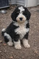 Finn, a male Bernedoodle for sale in Greenwood, IN – Photo 1 of 2