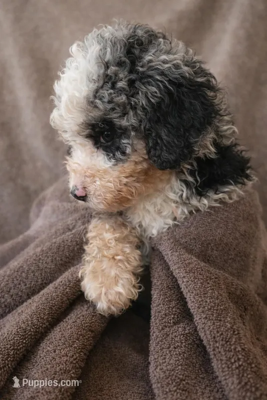 Maeve – Bernedoodle puppy for sale in Greenwood, IN