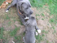 Puppy, a male Cane Corso for sale in Mountain Home, AR – Photo 4 of 4