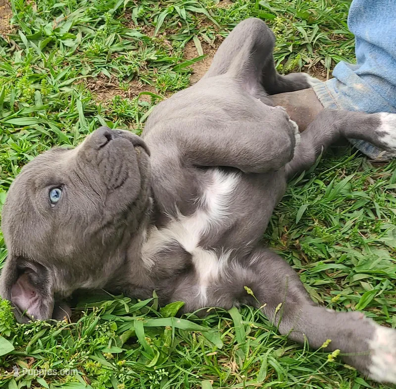 Puppy – Cane Corso puppy for sale in Mountain Home, AR