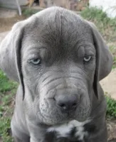 Puppy, a male Cane Corso for sale in Mountain Home, AR – Photo 2 of 4