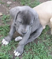 Puppy, a male Cane Corso for sale in Mountain Home, AR – Photo 3 of 4