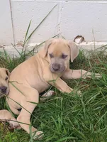 Puppy, a female Cane Corso for sale in Mountain Home, AR – Photo 5 of 5