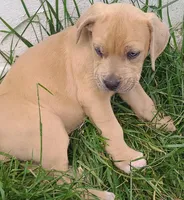 Puppy, a female Cane Corso for sale in Mountain Home, AR – Photo 3 of 5