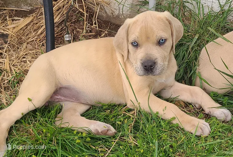 Puppy – Cane Corso puppy for sale in Mountain Home, AR