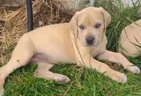 Puppy, a female Cane Corso for sale in Mountain Home, AR – Photo 1 of 5