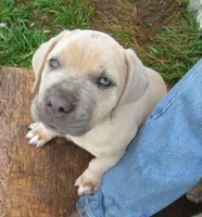 Puppy, a female Cane Corso for sale in Mountain Home, AR – Photo 4 of 5