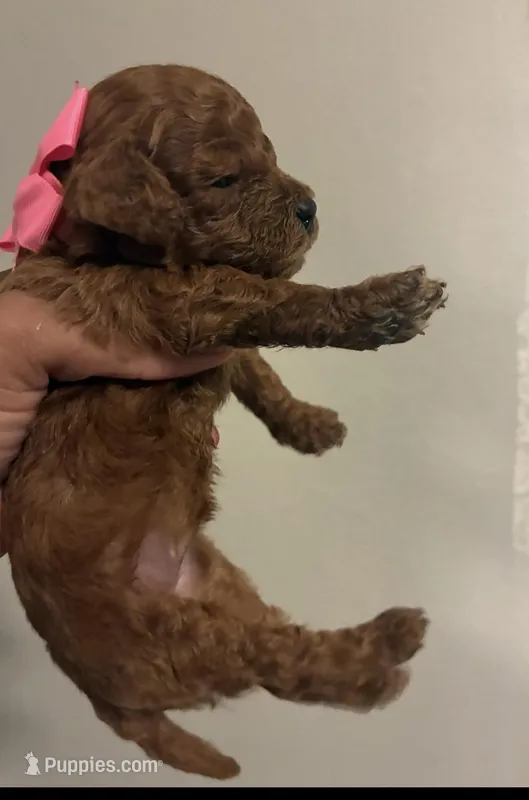 Star – Poodle - Toy  puppy on hold in Orlando, FL