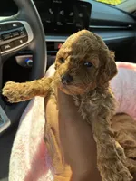 Honey, a female Poodle - Toy  for sale in Orlando, FL – Photo 1 of 3