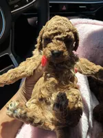 Honey, a female Poodle - Toy  for sale in Orlando, FL – Photo 3 of 3