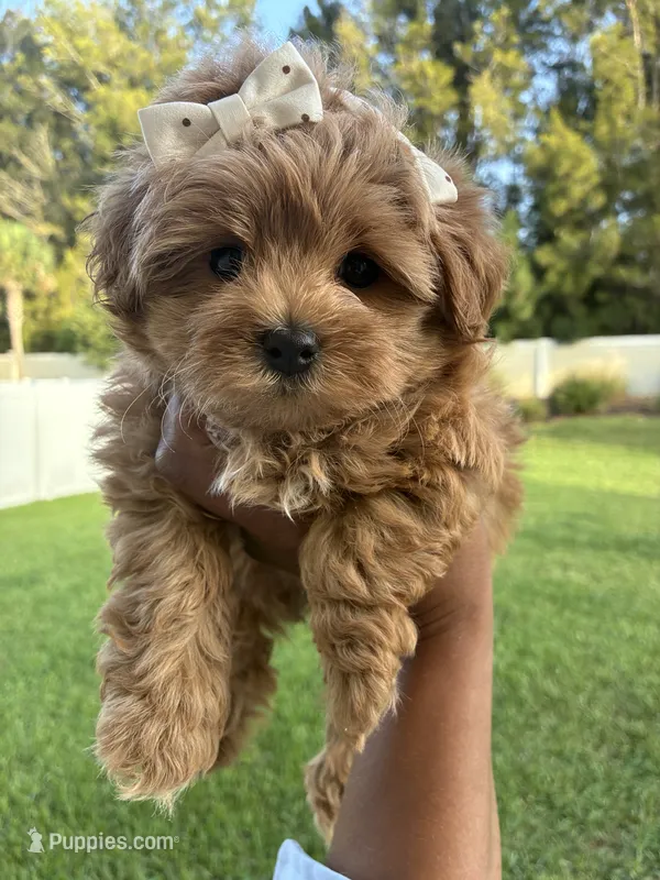 Princess – Poodle - Toy  puppy for sale in Fort Pierce, FL