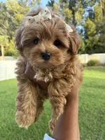 Princess, a female Poodle - Toy  for sale in Fort Pierce, FL – 1 of 4