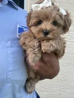 Princess, a female Poodle - Toy  for sale in Fort Pierce, FL – 4 of 4