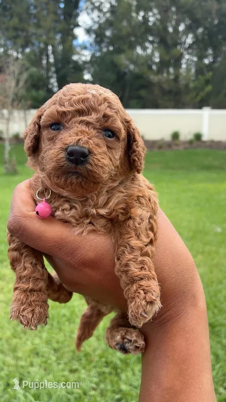 Honey – Poodle - Toy  puppy for sale in Orlando, FL