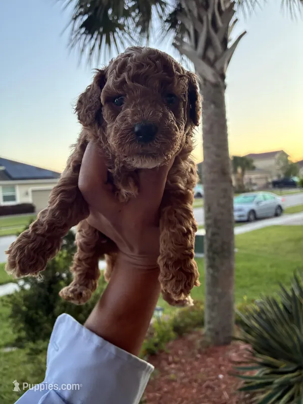 Jack – Poodle - Toy  puppy on hold in Orlando, FL