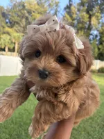 Princess, a female Poodle - Toy  for sale in Fort Pierce, FL – 2 of 4